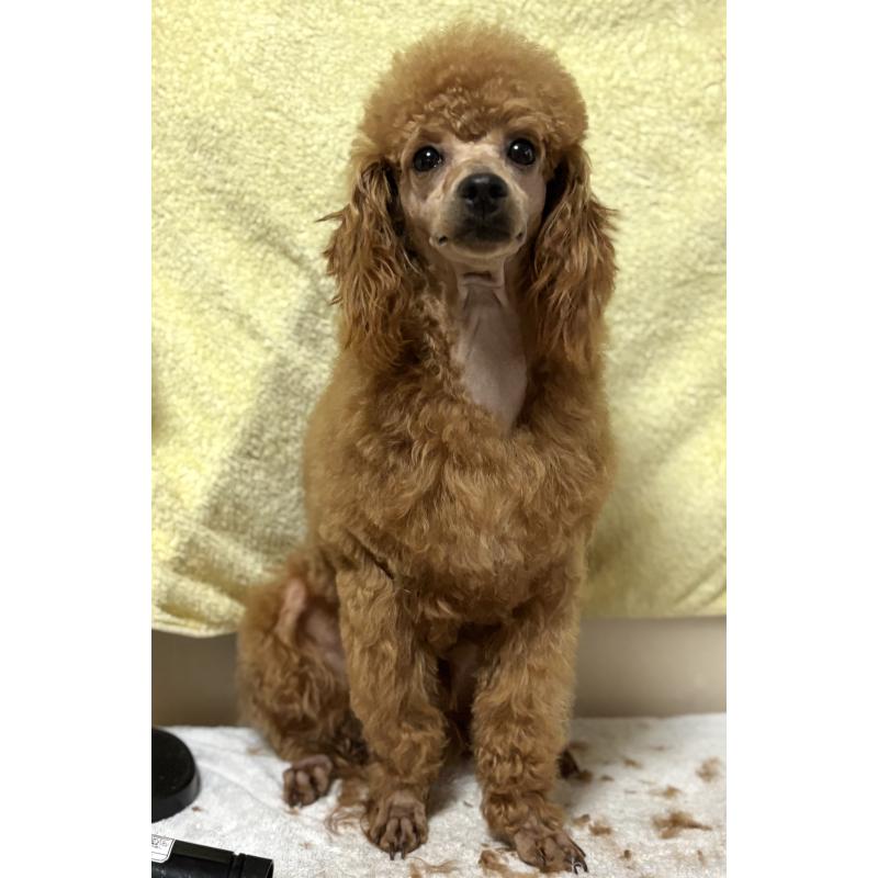 販売中の神奈川県のミニチュアプードル-390477