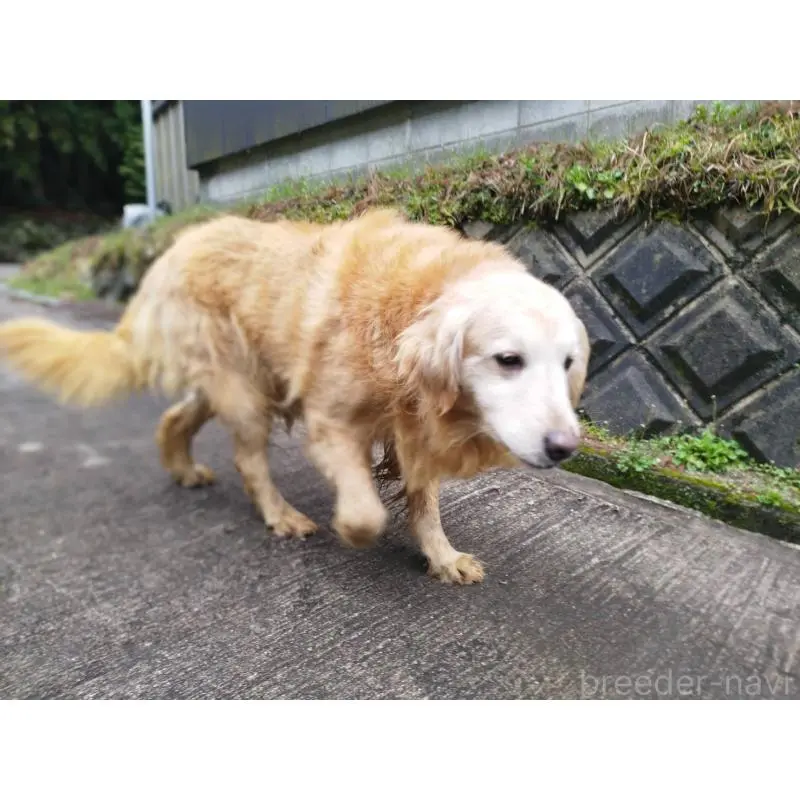 販売中の三重県のゴールデンレトリーバー-454498の5枚目
