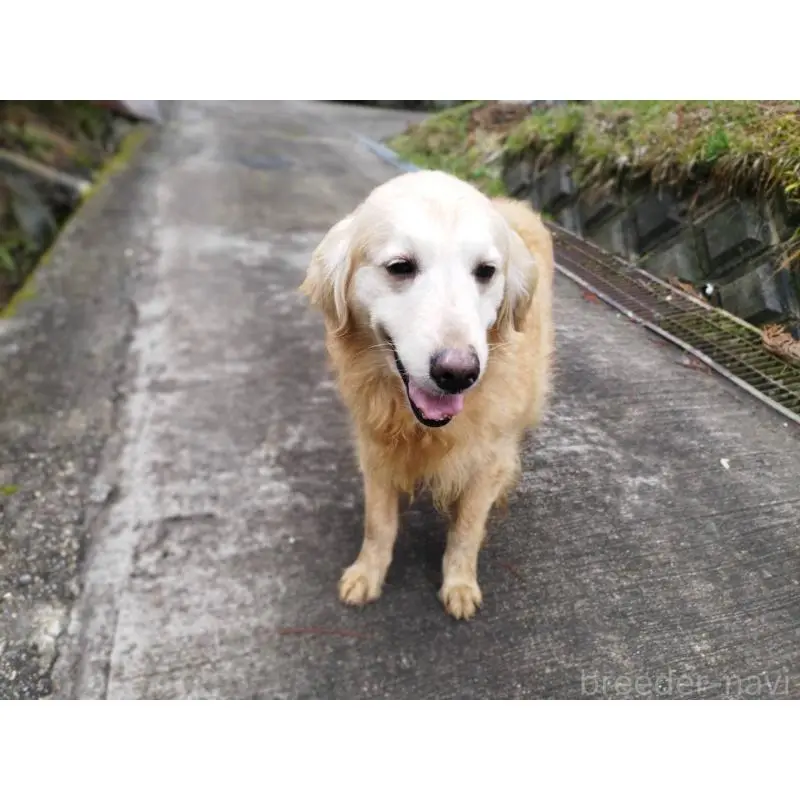 販売中の三重県のゴールデンレトリーバー-454498の4枚目