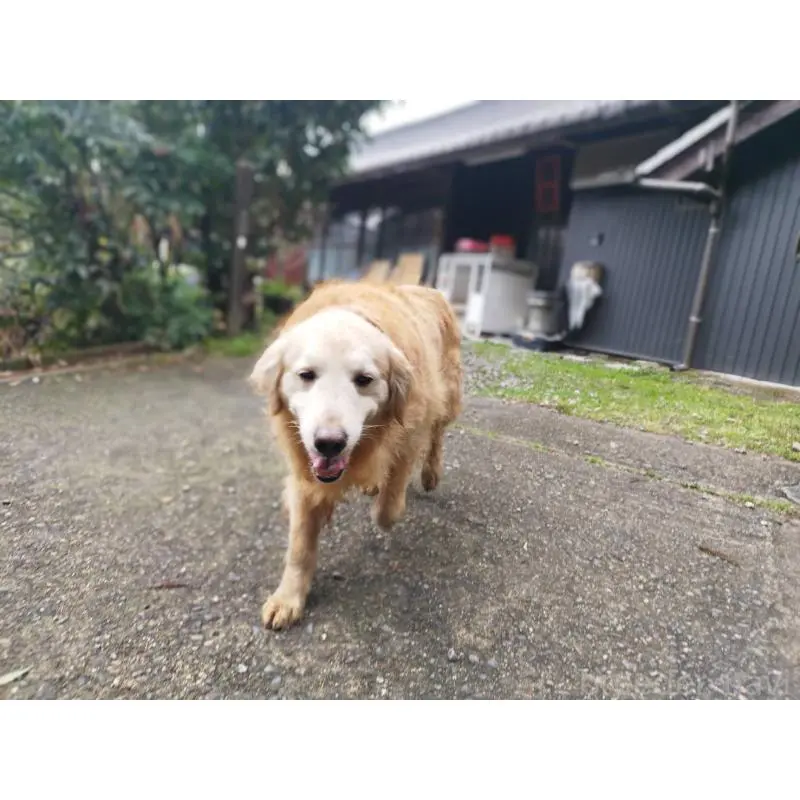 販売中の三重県のゴールデンレトリーバー-454498の2枚目