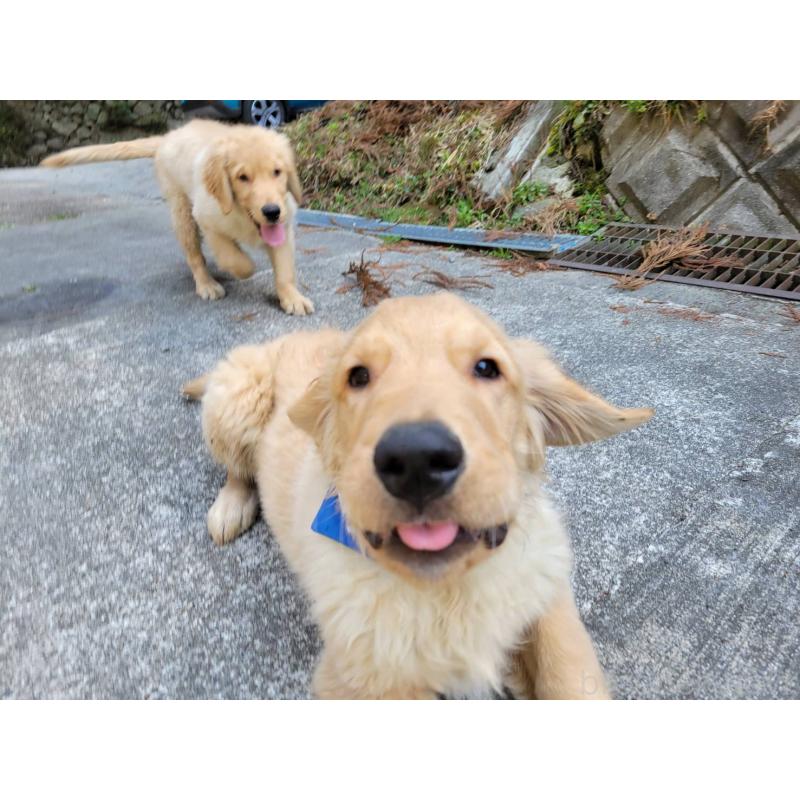 販売中の三重県のゴールデンレトリーバー-436295の5枚目
