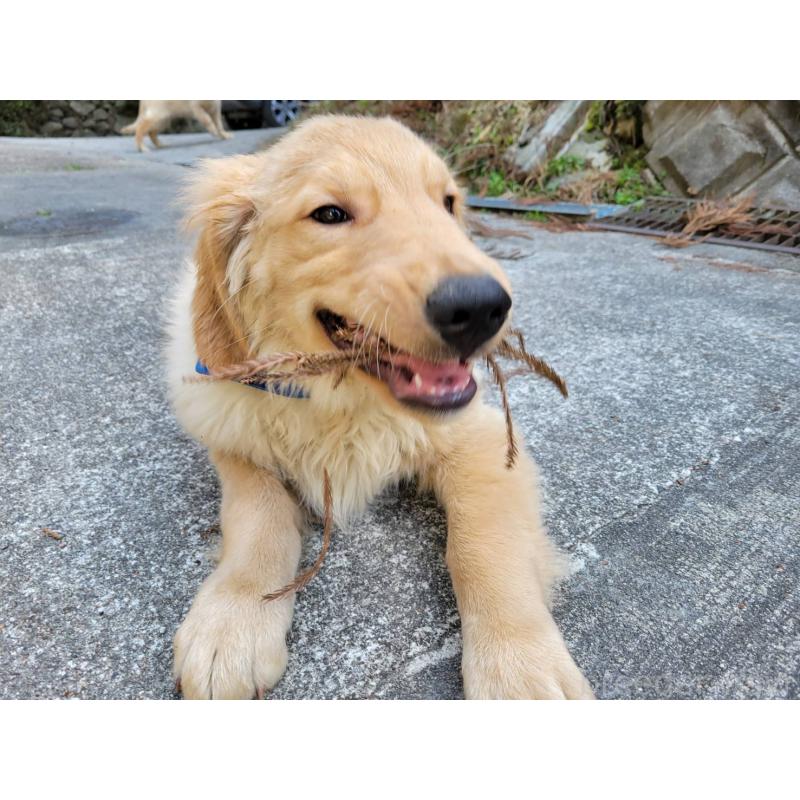 販売中の三重県のゴールデンレトリーバー-436295の4枚目