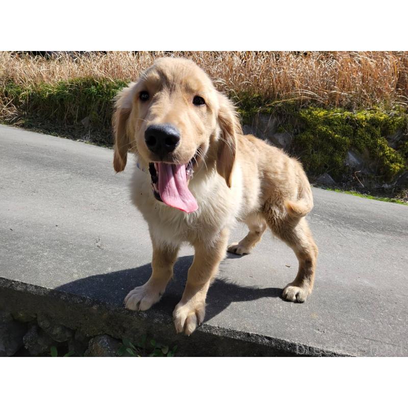 販売中の三重県のゴールデンレトリーバー-436295の3枚目