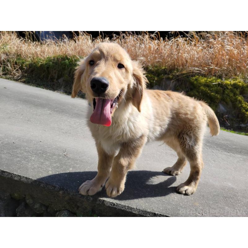 販売中の三重県のゴールデンレトリーバー-436295の2枚目