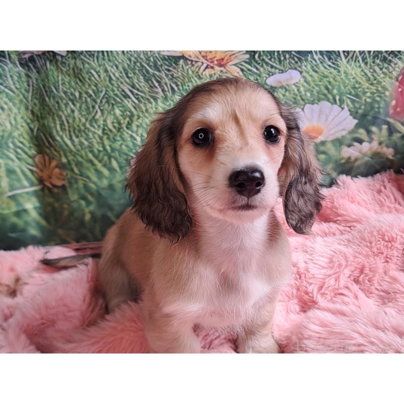 販売中の愛知県のミニチュアダックスフンド(ロングヘアード)-445004の6枚目