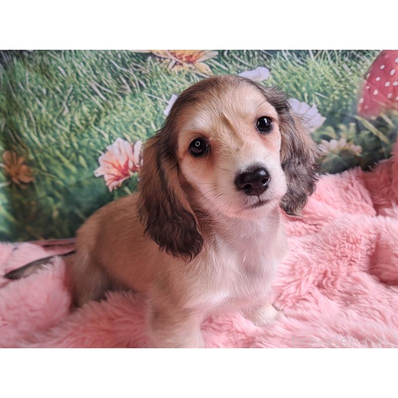 販売中の愛知県のミニチュアダックスフンド(ロングヘアード)-445004