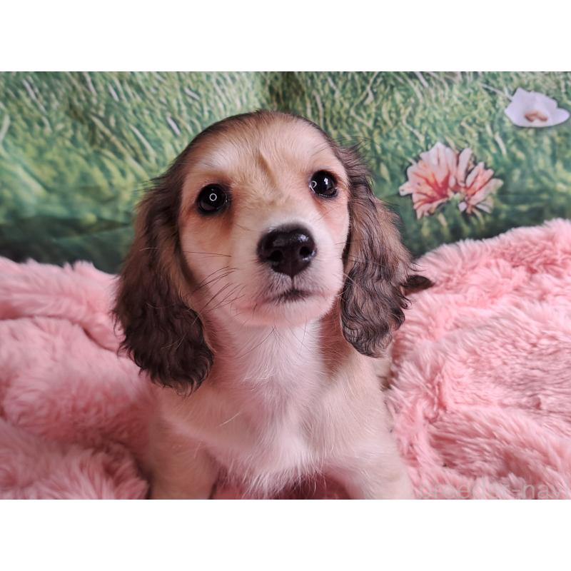 販売中の愛知県のミニチュアダックスフンド(ロングヘアード)-445004の5枚目