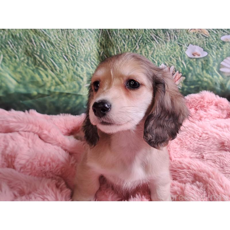 販売中の愛知県のミニチュアダックスフンド(ロングヘアード)-445004の4枚目