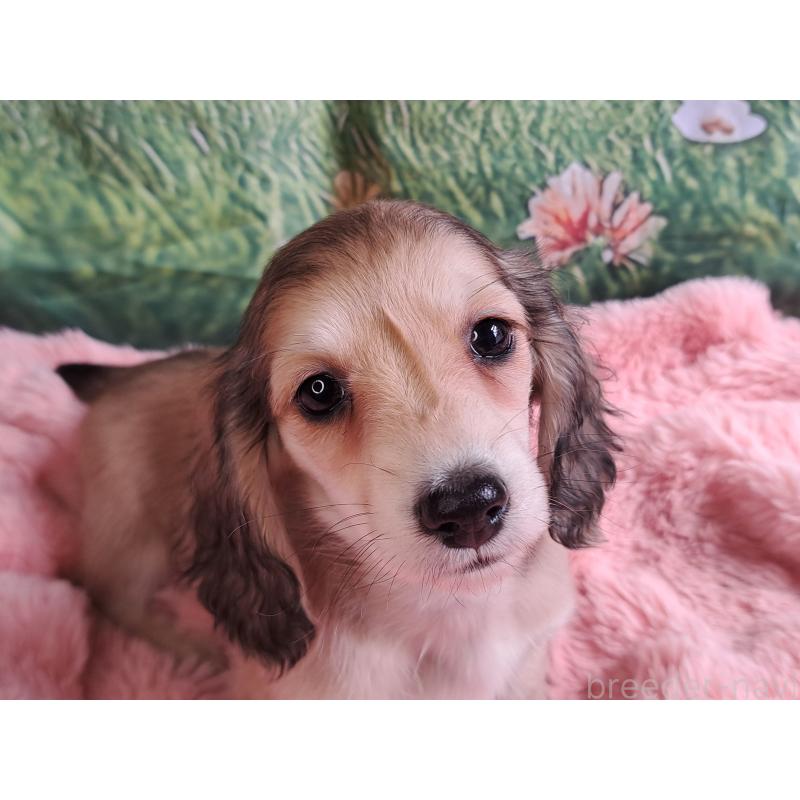 販売中の愛知県のミニチュアダックスフンド(ロングヘアード)-445004の3枚目