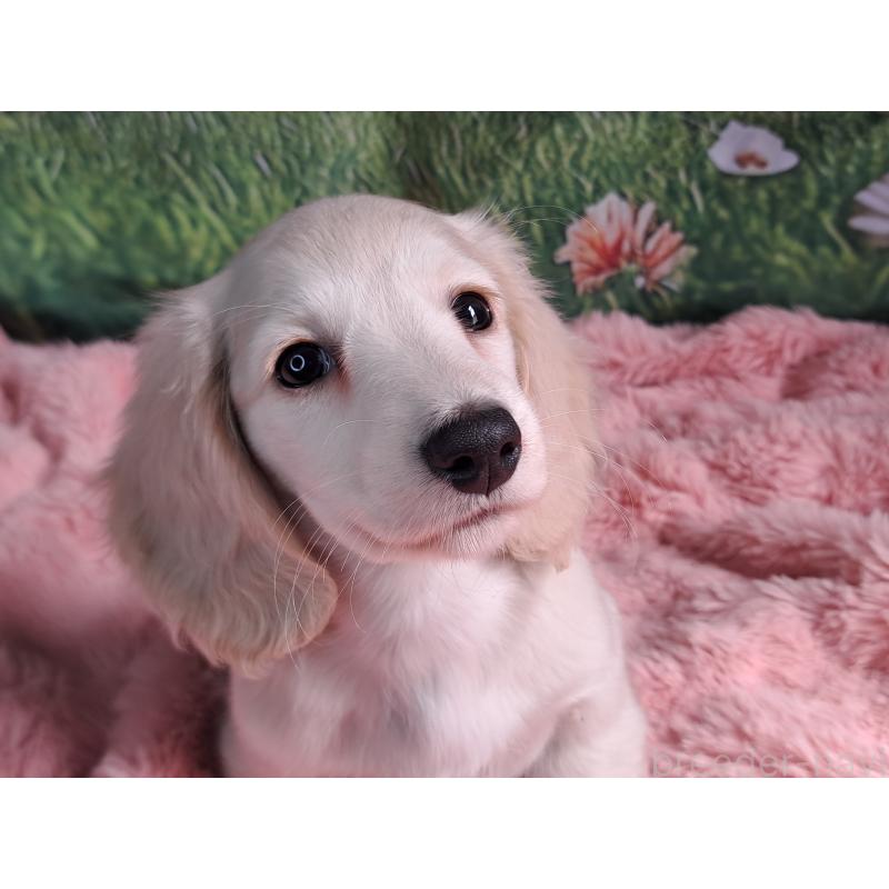 販売中の愛知県のミニチュアダックスフンド(ロングヘアード)-445005の6枚目