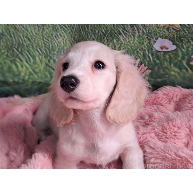 販売中の愛知県のミニチュアダックスフンド(ロングヘアード)-445005の5枚目