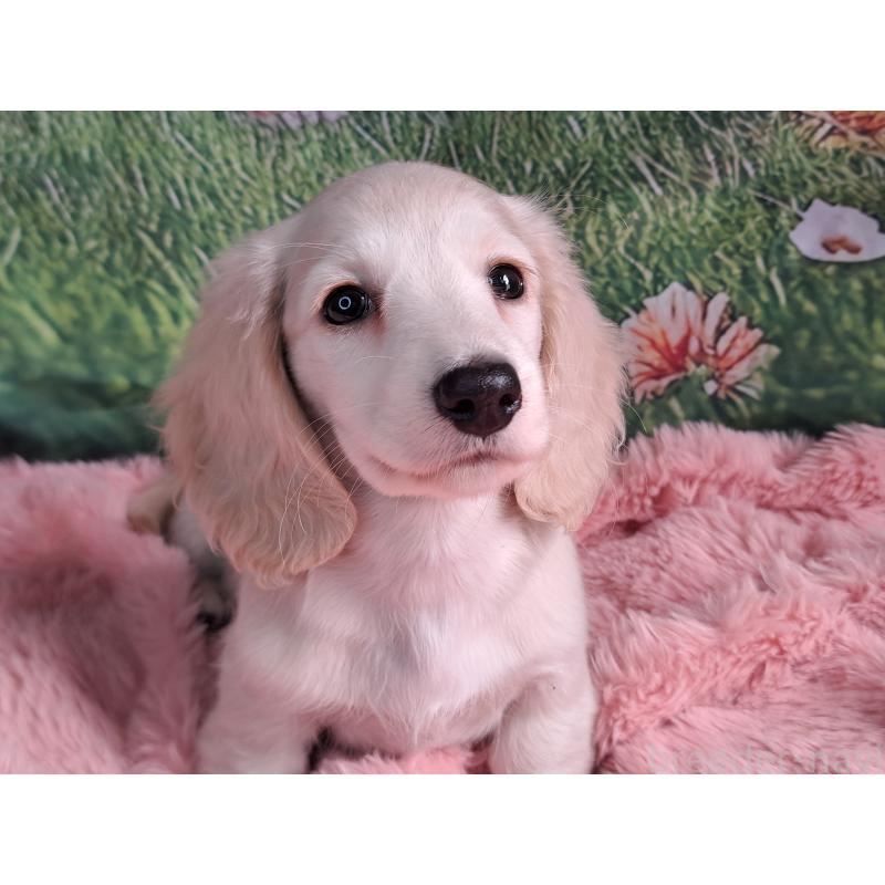 販売中の愛知県のミニチュアダックスフンド(ロングヘアード)-445005の4枚目