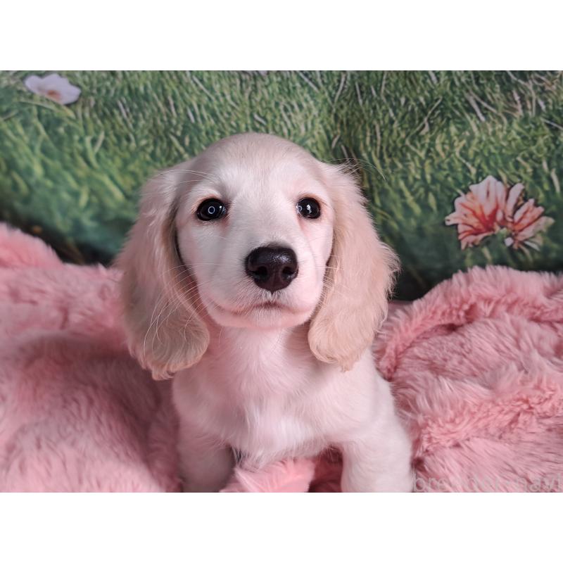 販売中の愛知県のミニチュアダックスフンド(ロングヘアード)-445005の3枚目