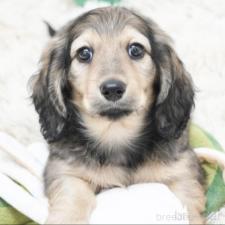 ♀︎ミニチュアダックスフンド(ロングヘアード)