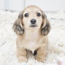 ♀︎ミニチュアダックスフンド(ロングヘアード)