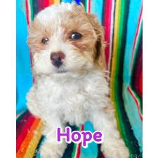 ♀︎コッカプー:アメリカンコッカースパニエル×トイプードル