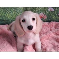 ♀︎ミニチュアダックスフンド(ロングヘアード)