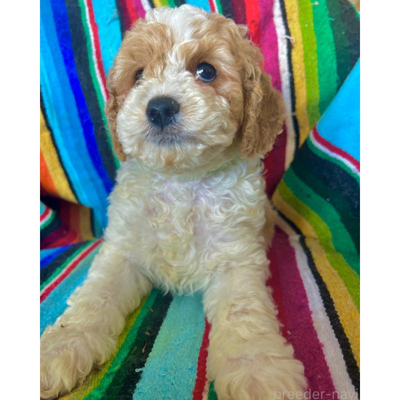 販売中の茨城県のコッカプー:アメリカンコッカースパニエル×トイプードル-454501の3枚目