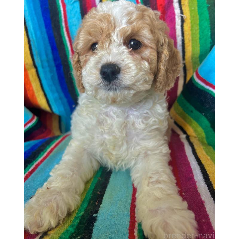 販売中の茨城県のコッカプー:アメリカンコッカースパニエル×トイプードル-454501の2枚目