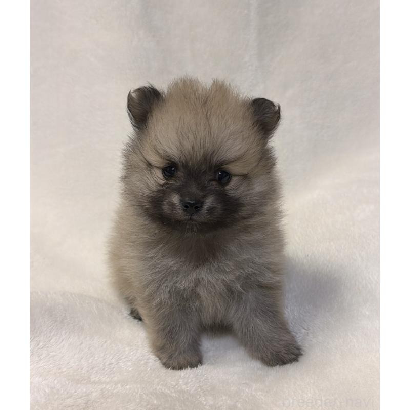 販売中の山口県のポメラニアン-454500の5枚目