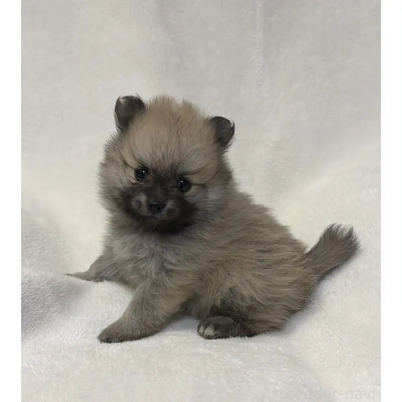 販売中の山口県のポメラニアン-454500の4枚目