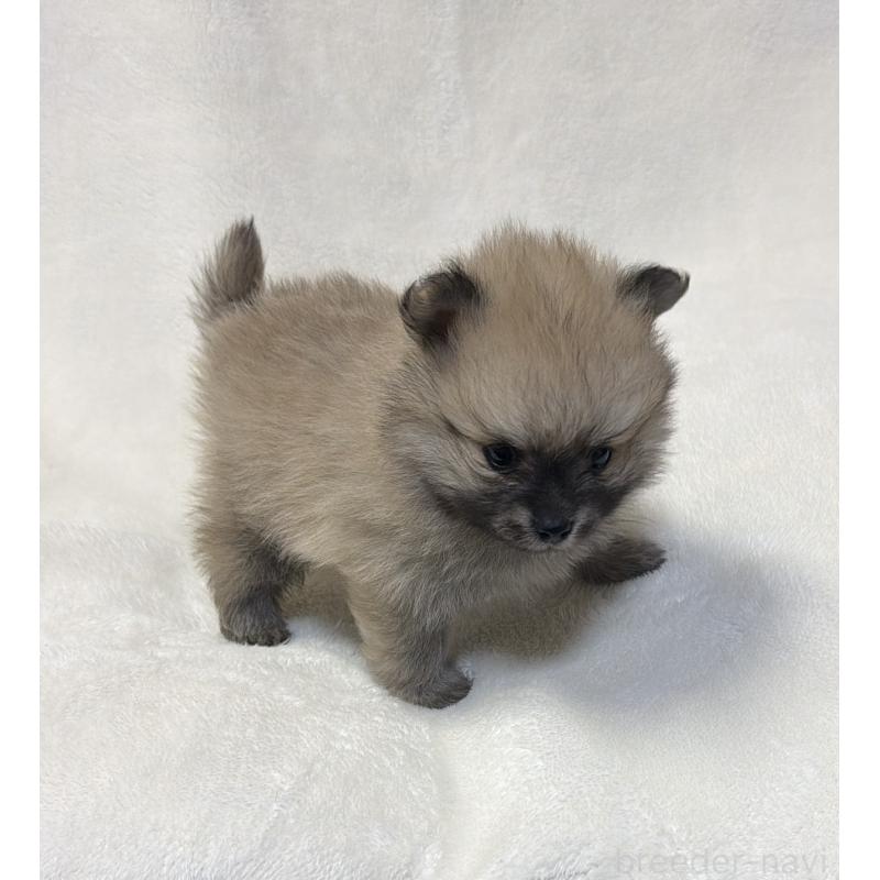 販売中の山口県のポメラニアン-454500の3枚目