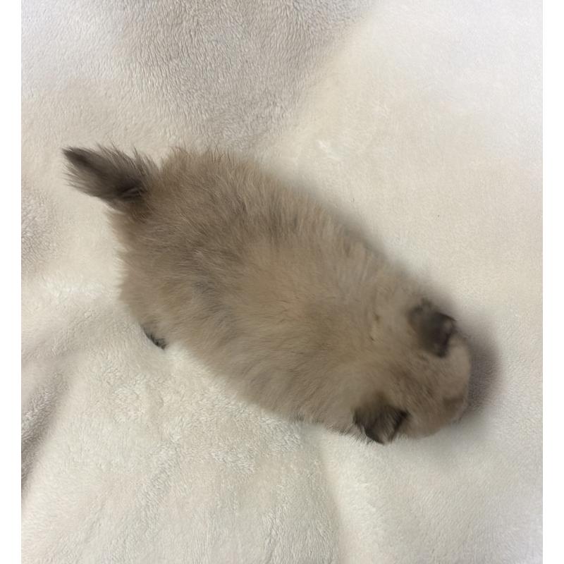 販売中の山口県のポメラニアン-454500の2枚目