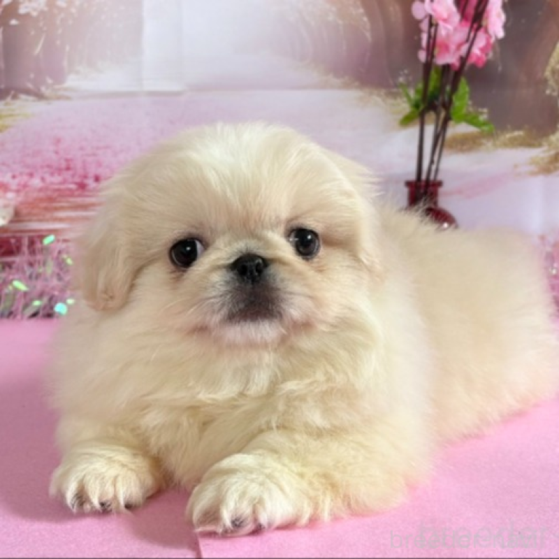 販売中の秋田県のペキニーズ-440938