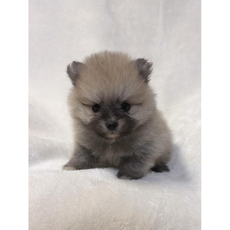 販売中の山口県のポメラニアン-454502の5枚目