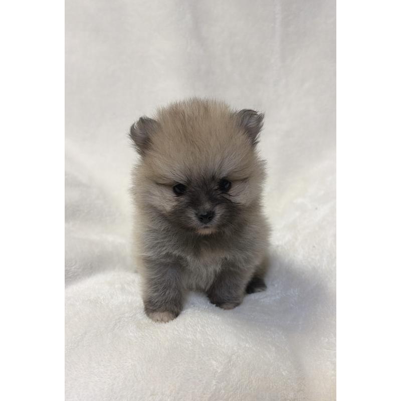 販売中の山口県のポメラニアン-454502の4枚目
