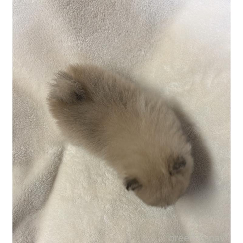 販売中の山口県のポメラニアン-454502の2枚目