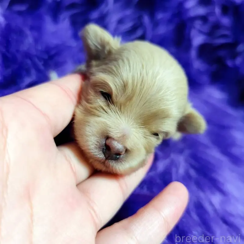 販売中の三重県のポメプー:ポメラニアン×トイプードル-454503