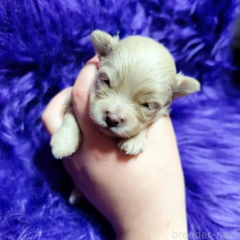 販売中の三重県のポメプー:ポメラニアン×トイプードル-454503の3枚目