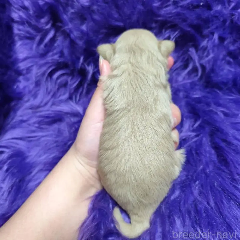 販売中の三重県のポメプー:ポメラニアン×トイプードル-454503の2枚目