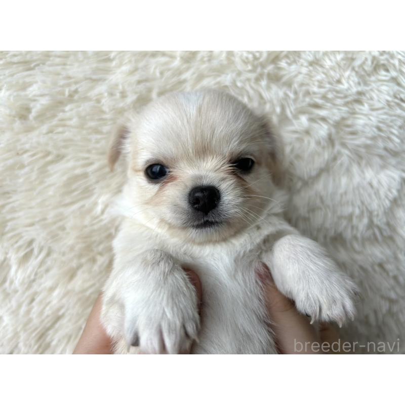 販売中の福岡県のチワワ(ロングコート)-454505の6枚目