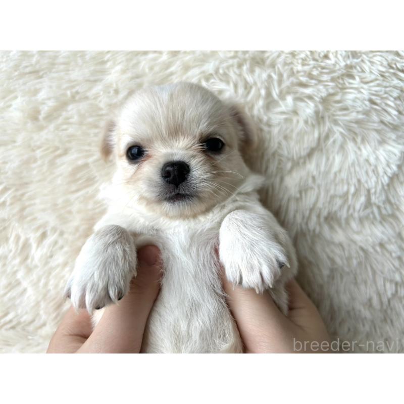 販売中の福岡県のチワワ(ロングコート)-454505の5枚目