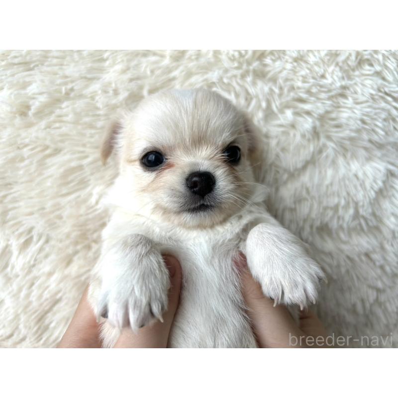 販売中の福岡県のチワワ(ロングコート)-454505の4枚目