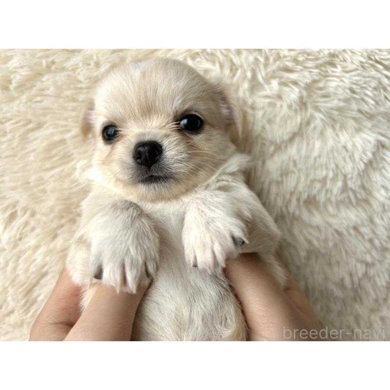 販売中の福岡県のチワワ(ロングコート)-454505の3枚目