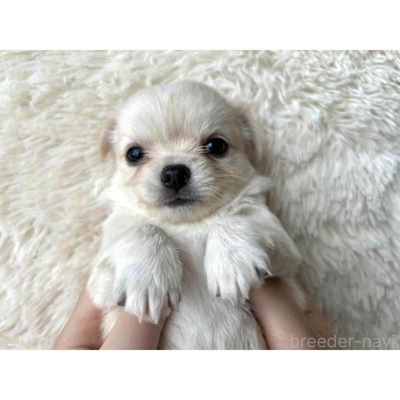 販売中の福岡県のチワワ(ロングコート)-454505の2枚目