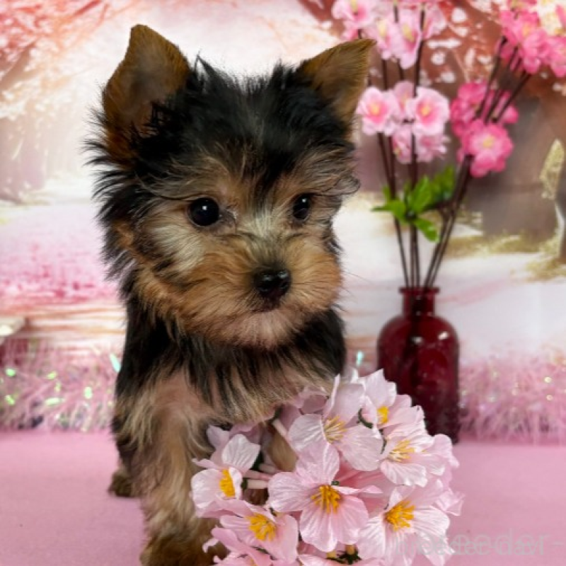 販売中の秋田県のヨークシャーテリア-446325の5枚目