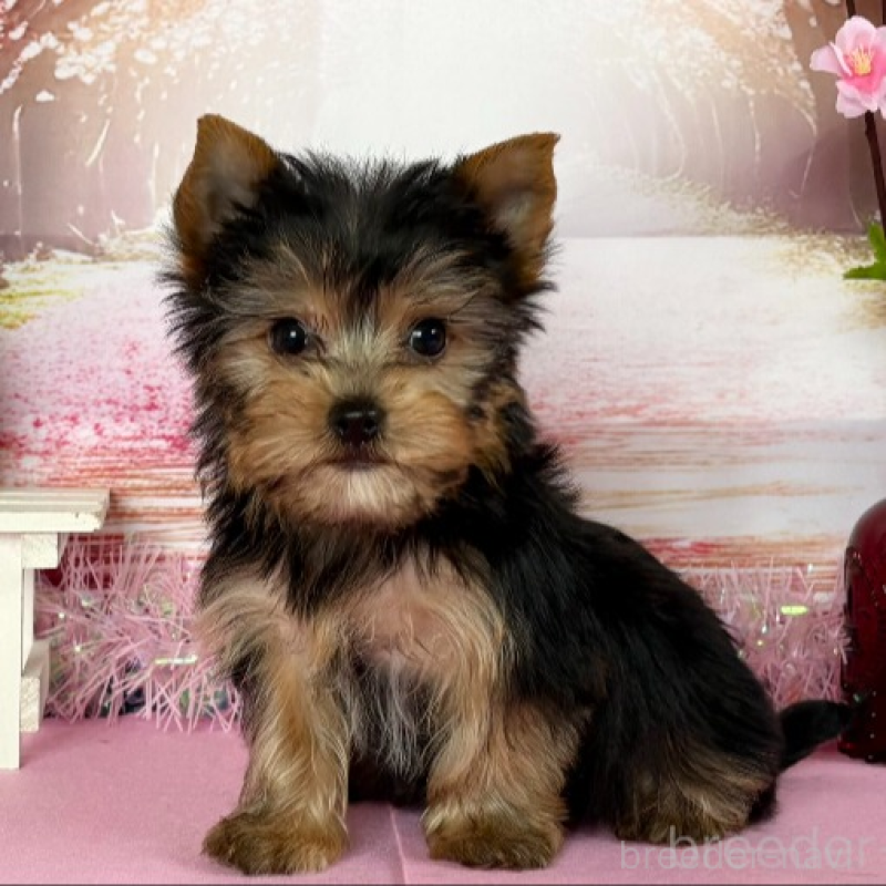 販売中の秋田県のヨークシャーテリア-446325の4枚目