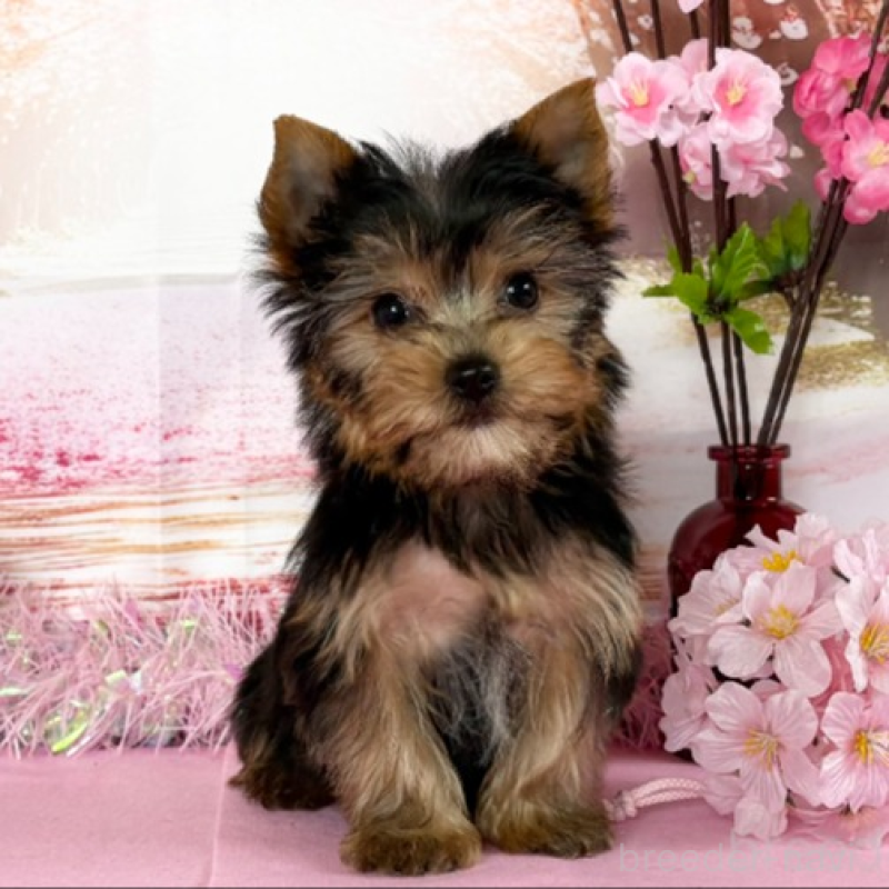 販売中の秋田県のヨークシャーテリア-446325の3枚目