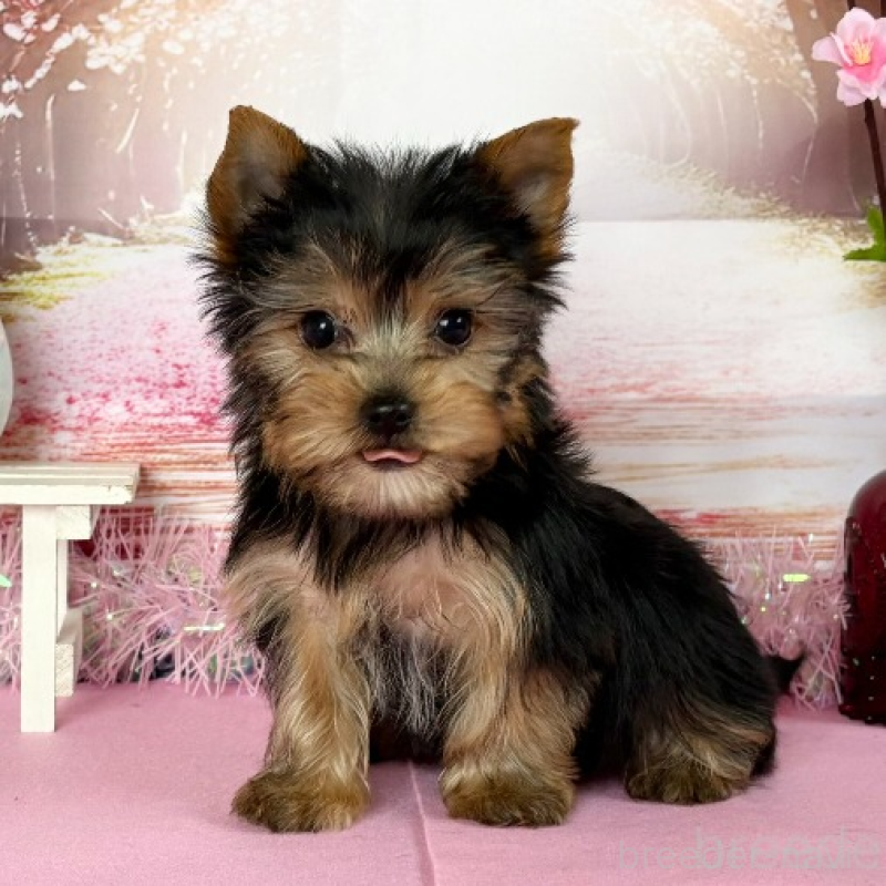 販売中の秋田県のヨークシャーテリア-446325の2枚目