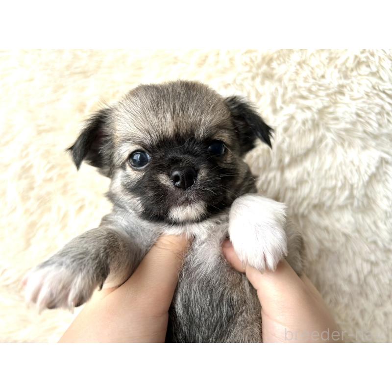 販売中の福岡県のチワワ(ロングコート)-454506の6枚目