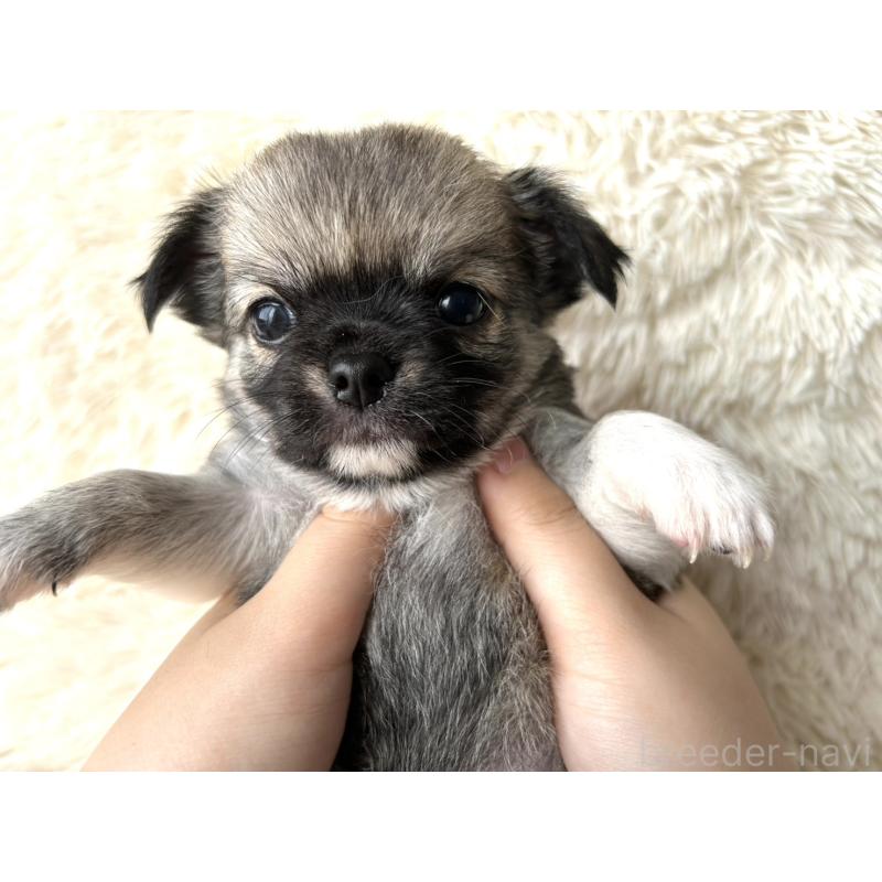 販売中の福岡県のチワワ(ロングコート)-454506の5枚目