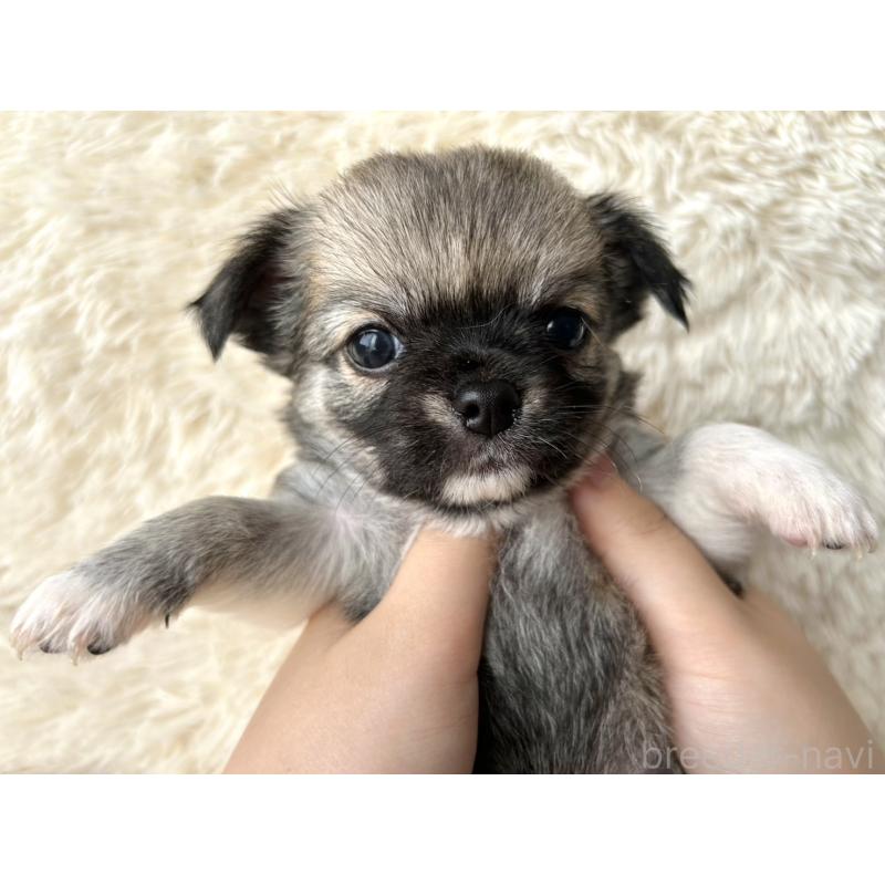 販売中の福岡県のチワワ(ロングコート)-454506の4枚目