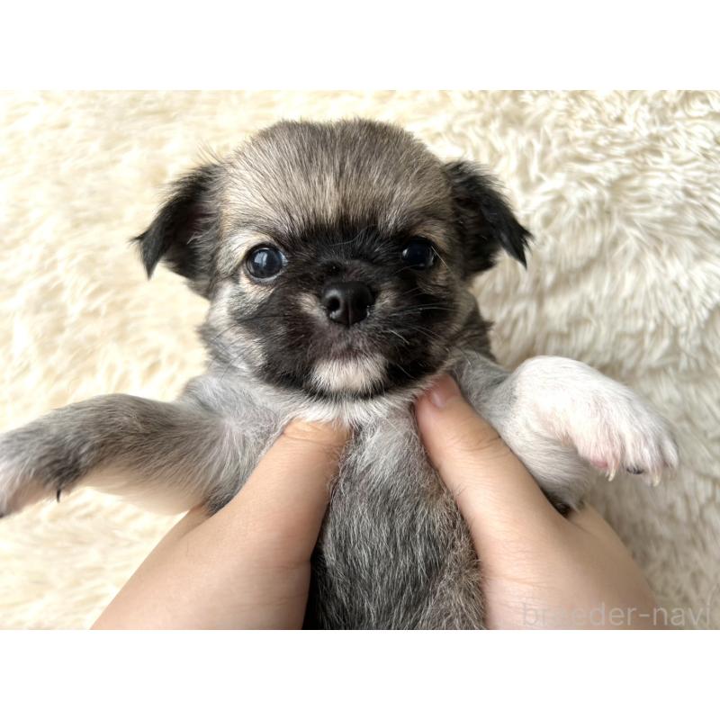 販売中の福岡県のチワワ(ロングコート)-454506の3枚目