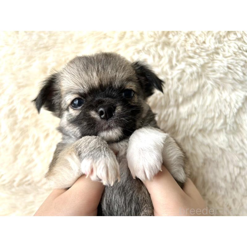 販売中の福岡県のチワワ(ロングコート)-454506の2枚目