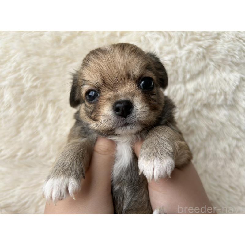 販売中の福岡県のチワワ(ロングコート)-454508の6枚目