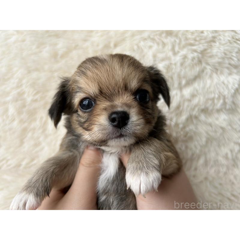 販売中の福岡県のチワワ(ロングコート)-454508の5枚目